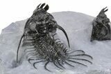 Double Spiny Quadrops Trilobite Specimen - Ofaten, Morocco #255575-7